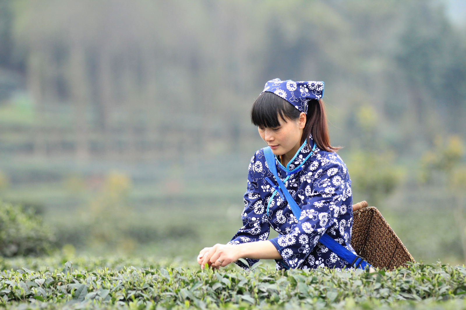 采茶姑娘