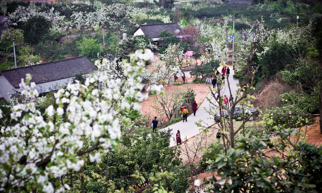 春暖花开梨花沟8