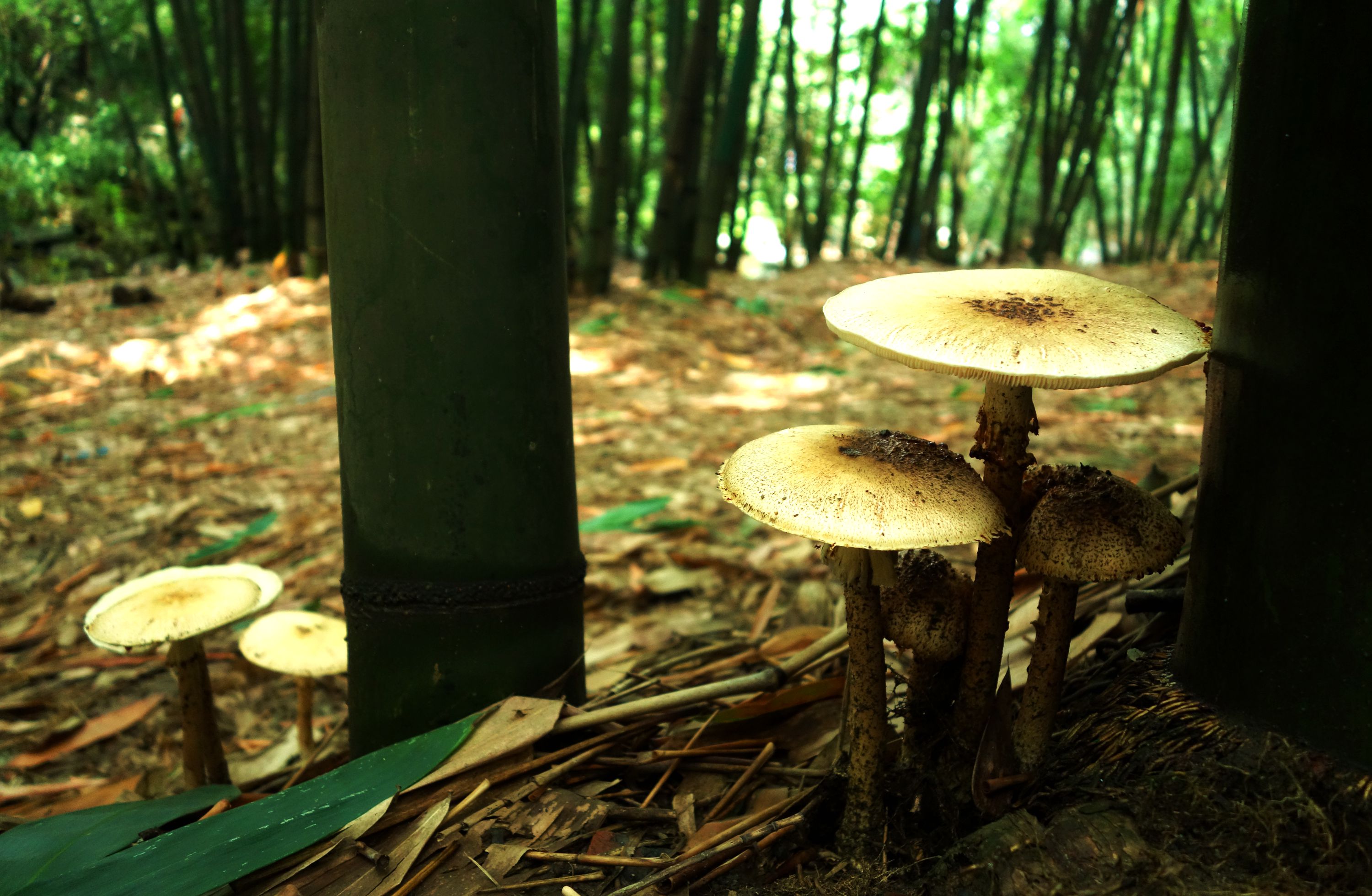 竹林毒蘑菇(2)